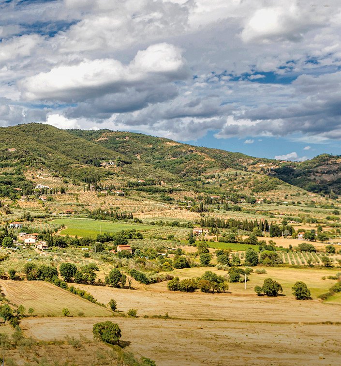 Rolling Tuscan hills and olive groves around Arezzo